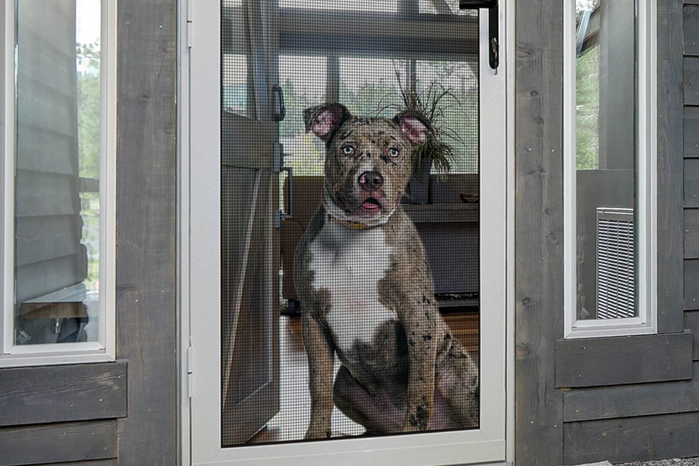 staffordshire behind an assi screen